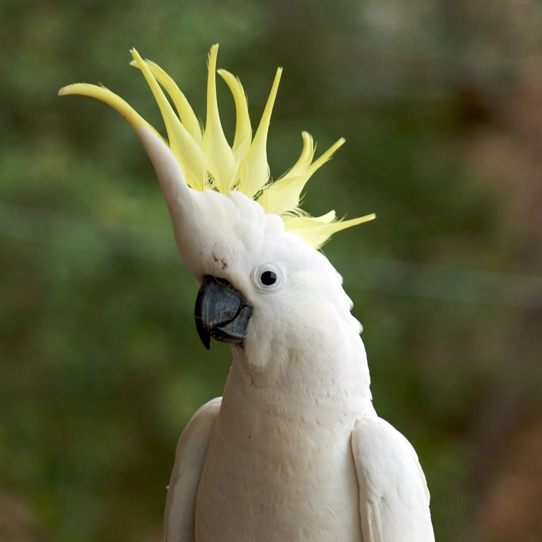 A white sulphur-crested cockatoo with its sunny yellow crest.