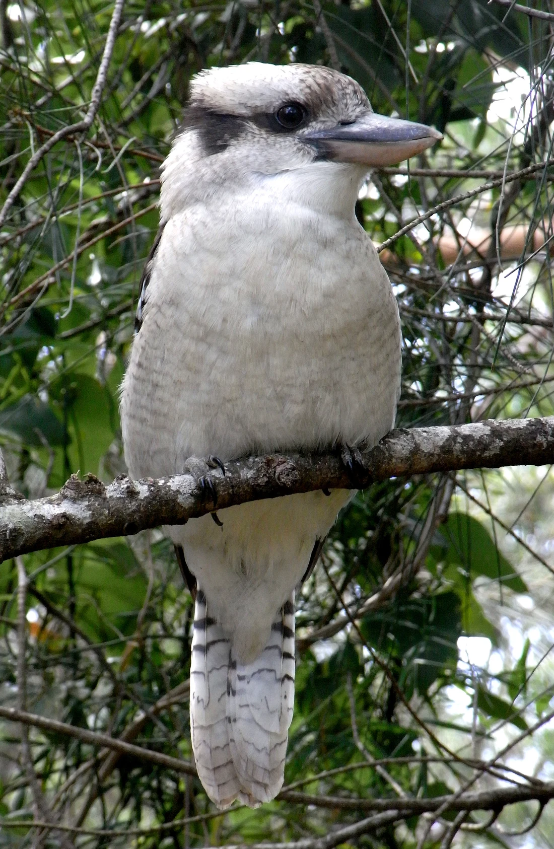 A laughing kookaburra with cream feathers, a brown eye stripe, and a sturdy beak.
